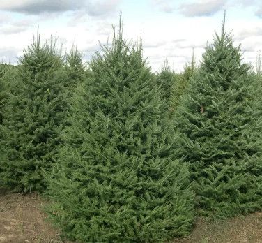 Balsam Fir 8-9' B&amp;B