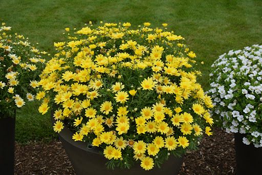 Argyranthemum 'Marguerite Daisy' 4"