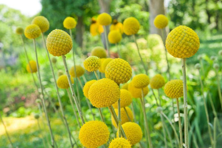 Drumstick Flower 'Golf Beauty' 4"