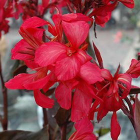 Canna 'Australia' 1 gal