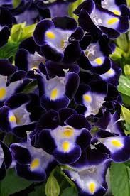 Torenia 'Deep Blue' Wishbone 4"