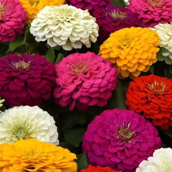 10" Patio Pot Zinnia Zesty Mix