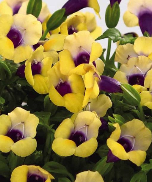 Torenia 'Gold' Wishbone 4"