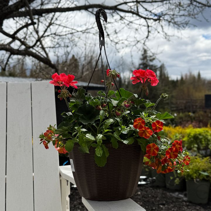 11" HB Geranium Sun Mixes
