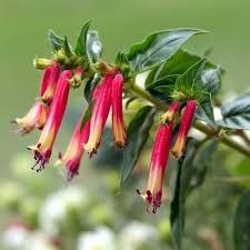 Cuphea 'Hummingbird's Lunch' 1 gal