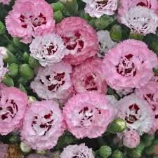 Dianthus 'Apple Blossom Burst' 4"