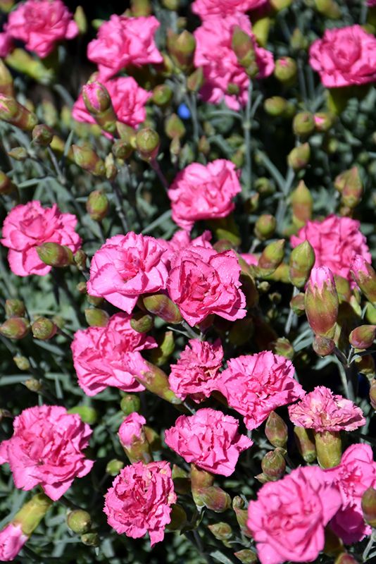 Dianthus 'Double Bubble' 4"