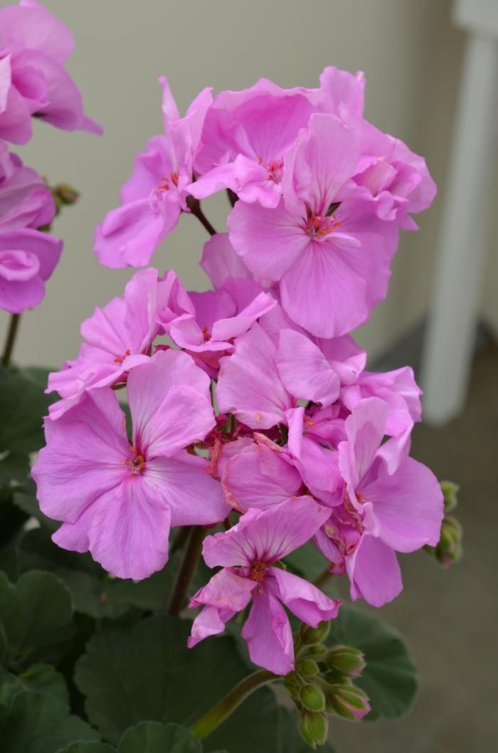 Geranium - 4" Lavender