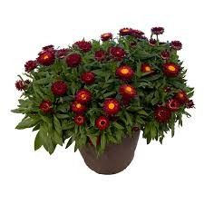 Bracteantha 'Sunbrero Red' 4"