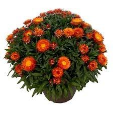 Bracteantha 'Sunbrero Orange' 4"