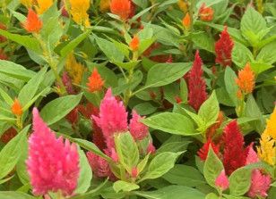 Celosia - 4 cell