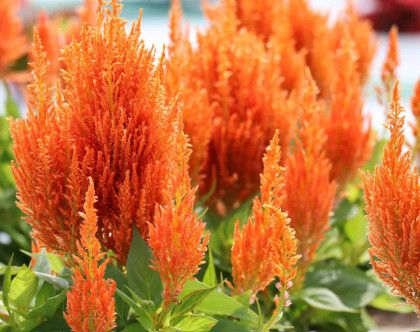 Celosia - 4 cell, Color: Orange
