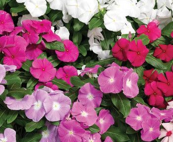 Vinca Assorted - 4 cell pack