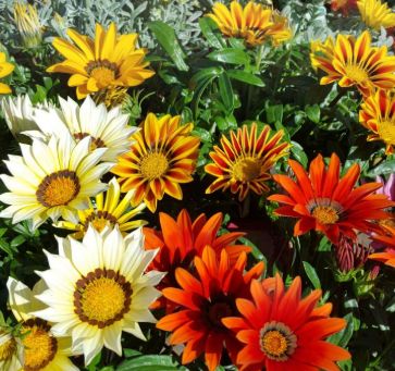 Gazania Assorted 4 cell