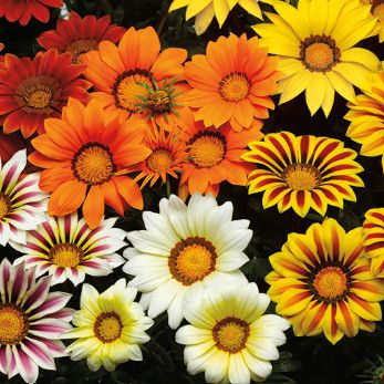 Gazania Assorted 4 cell pack