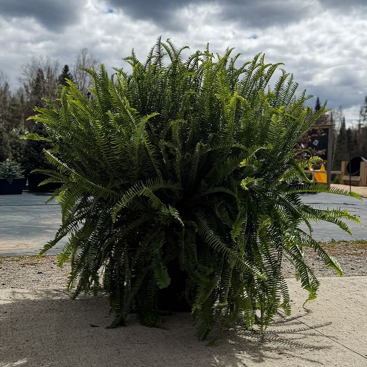 Kimberly Queen Fern 14" Planter