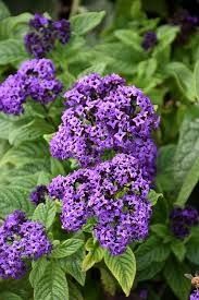 Heliotrope 'Fragrant Blue' 4"