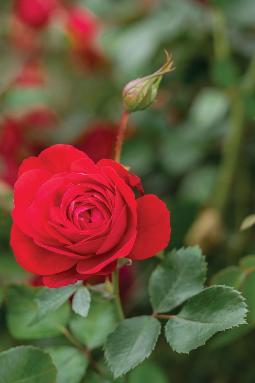 Rose 'Canadian Shield' 2 gal (Red)