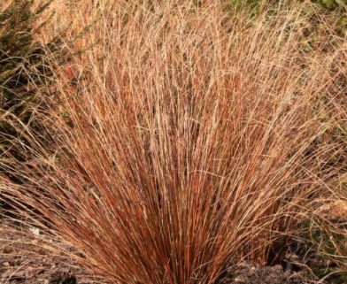 Annual Grass: Sedge Red Rooster 4.5"