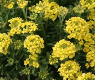 Perennial Alyssum Montana- Mountain Gold 4"