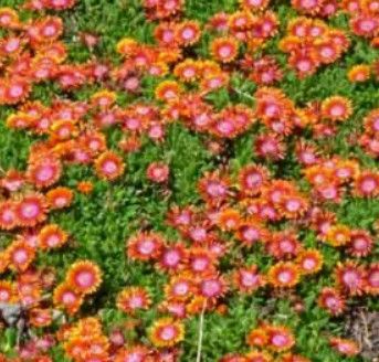 Delosperma 'Fire Spinner' Ice Plant 4"