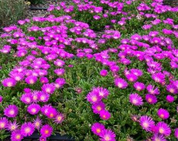Delosperma 'Ocean Sunset Violet' Ice Plant 4"
