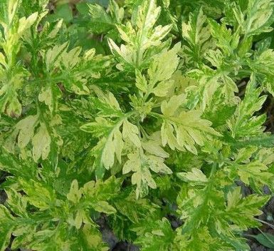 Artemisia - 4" Limelight