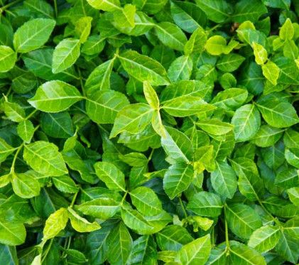 Euonymous 'Coloratus' Winter Creeper 4"