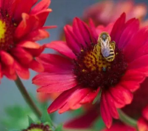 Gaillardia 'Burgundy' 4"