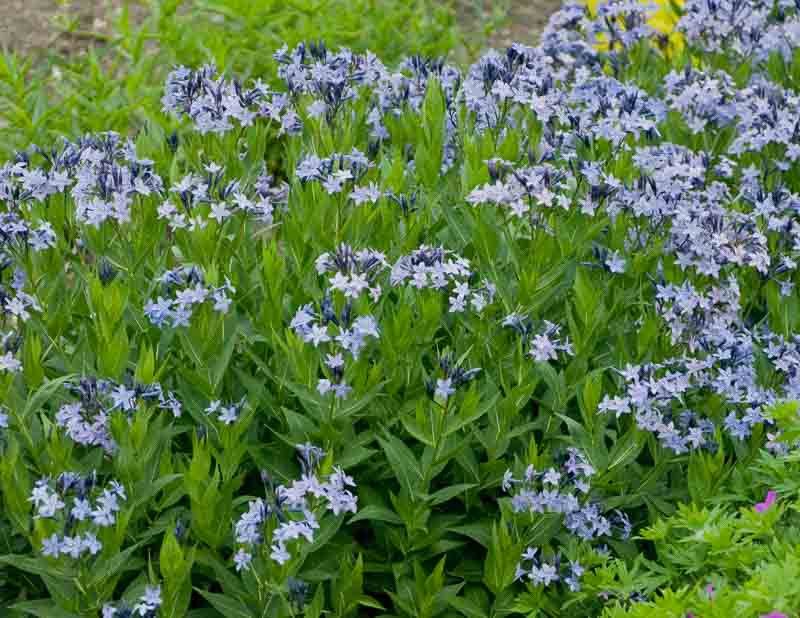 Amsonia Bluestar 'Blue Ice' 2 gal