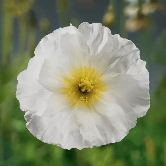 Poppy 'Spring Fever White' 1 qt