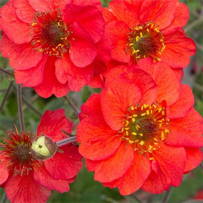 Geum 'Fiery Tempest' 2 gal