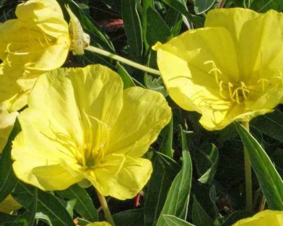 Oenothera 'Missouriensis' Evening Primrose 4"