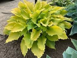 Hosta 'Echo the Sun' 2 gal PW
