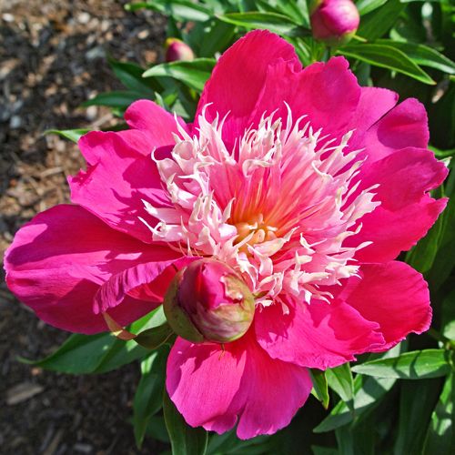 Peony 'Fantastic' 2 gal