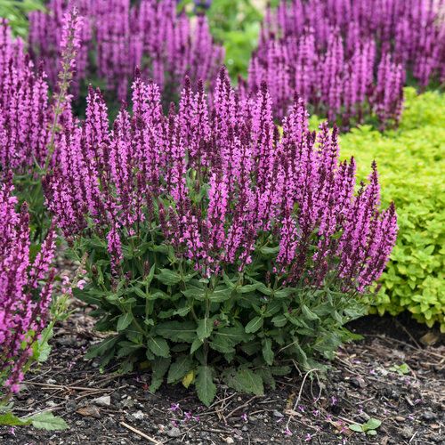 Perennial Sage 'Salvia Pink Profusion' 2 gal PW