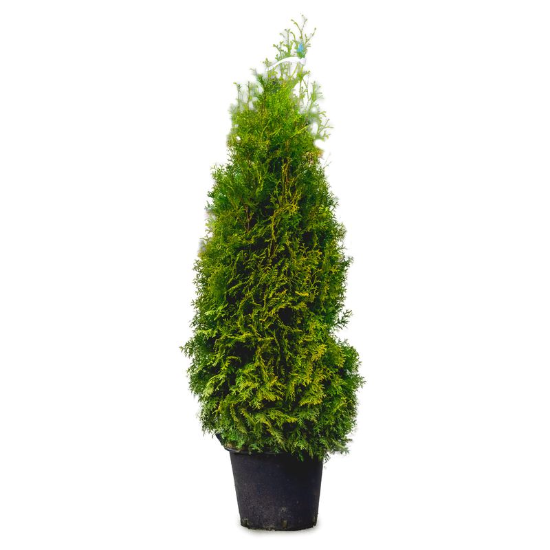 Pyramid Cedar 'Pyramidalis' 6-7' Potted