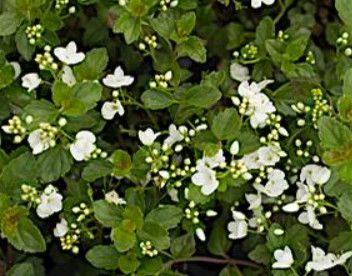 Speedwell (prostrate) 'Veronica Whitewater' 4"