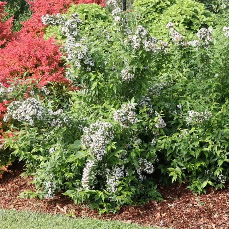 Abelia 'Sweet Emotion' 2 gal PW