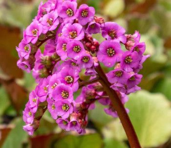 Bergenia 'Winter Glut'  Pigsqueak 1 gal