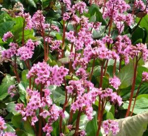 Bergenia 'Cordifolia' Pigsqueak 1 gal