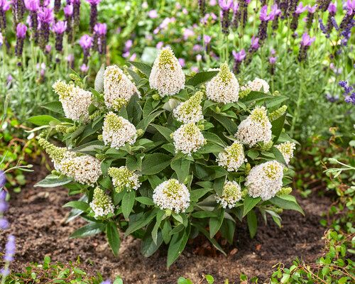 Butterfly Bush 'Little Rockstars White' 2 gal