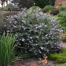 Butterfly Bush 'Glass Slippers' 2 gal