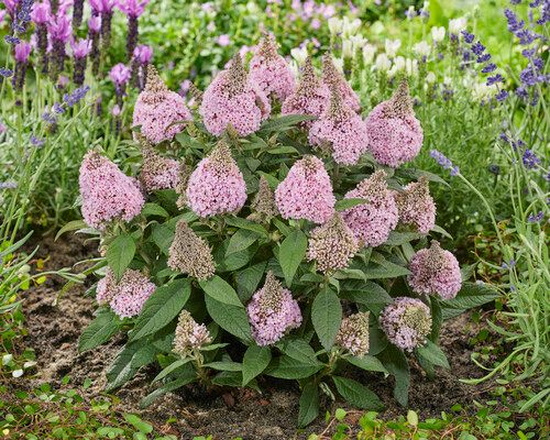 Butterfly Bush 'Little Rockstars Pink' 2 gal
