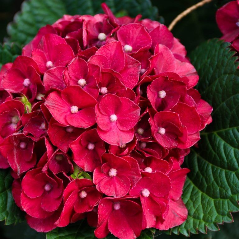 Hydrangea 'Cherry Go Round' 3 gal BE