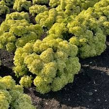 Hydrangea 'Bubble Bath' 3 gal BE