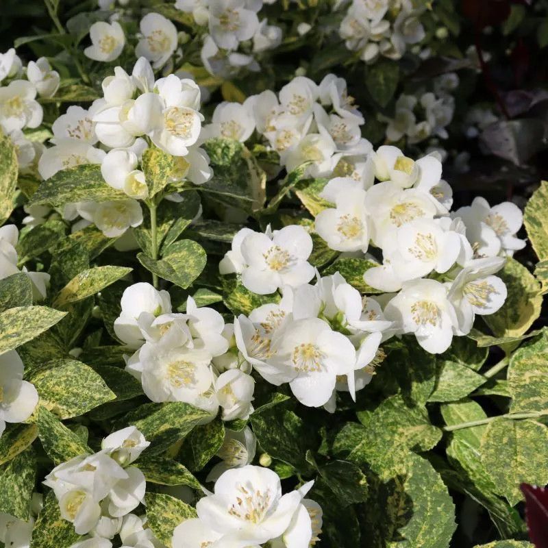 Mock Orange 'Illuminati Sparks' 2 gal PW