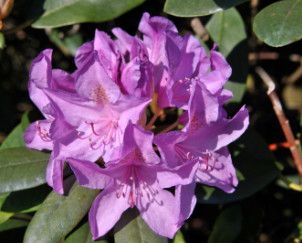 Rhododendron 'Catawbiense Boursault' 2 gal
