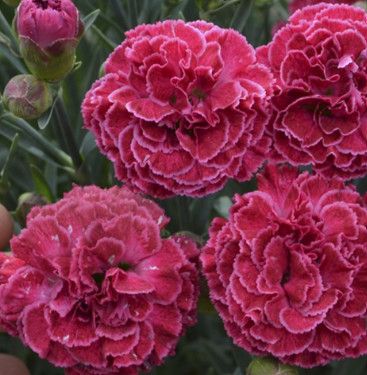 Dianthus 'Raspberry Ruffles' PW 1 gal