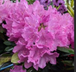 Rhododendron 'English Roseum' 5 gal